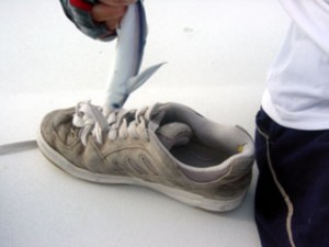 Maybe the flying fish belongs in Doogie's strangely laced shoe?